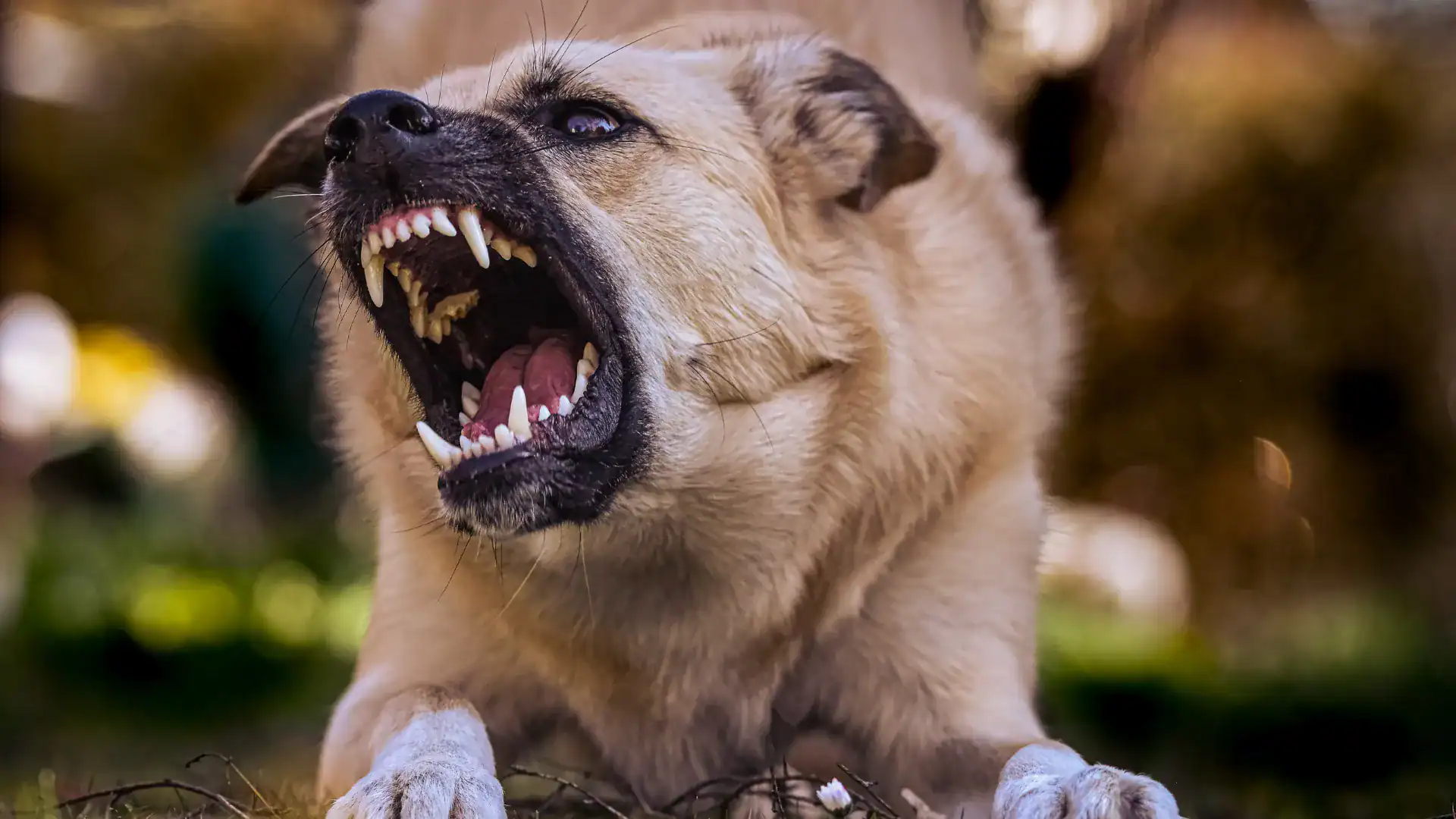 Understanding Tennessee Dog Bite Laws Image