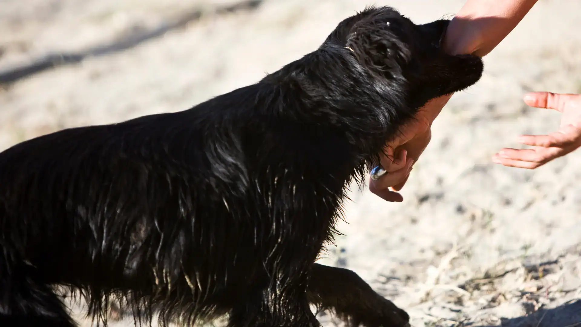 Fighting for Victims of Animal Attacks Across Tennessee Image