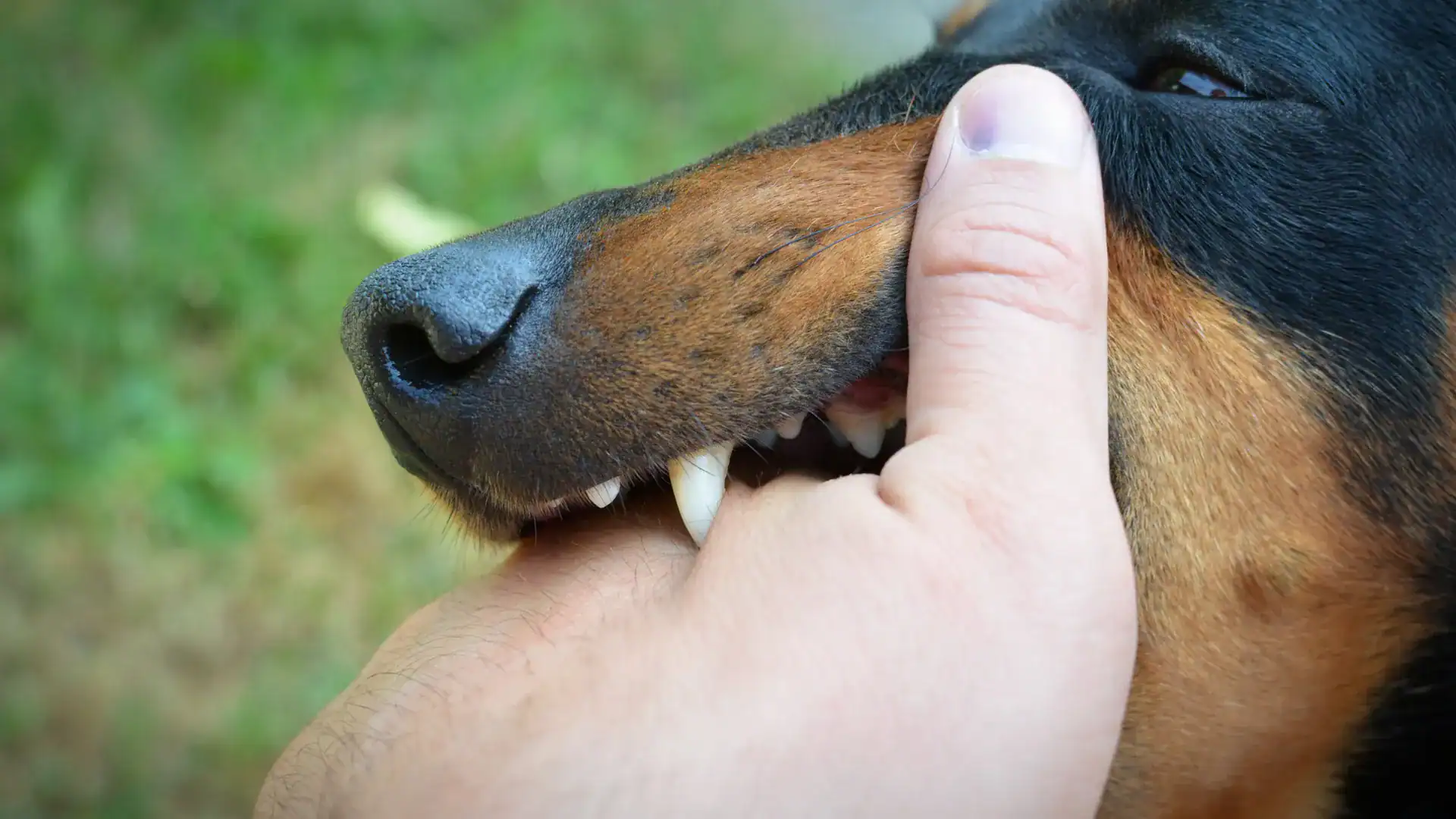 Do Not Wait to File Your Dog Bite Injury Claim Image