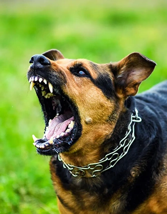 Dog Bite Injury Image