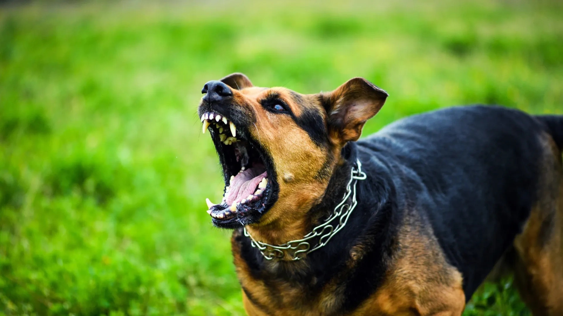 Understanding Your Rights: The Role of a Nashville Dog Bite Attorney